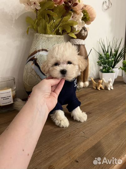 Мальтипу f1 mini мальчик