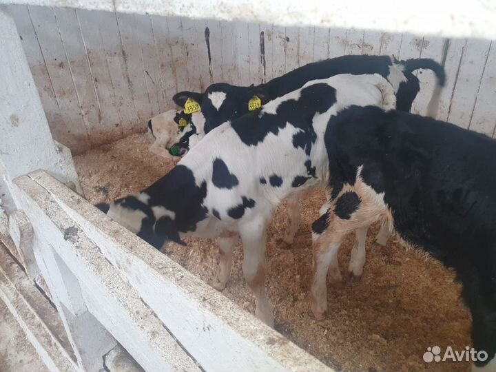 Телята бычки на откорм бесплатная доставка