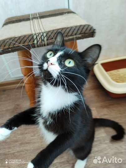 Кошки в добрые руки бесплатно