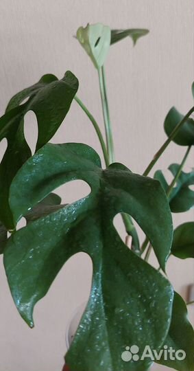 Монстера минима