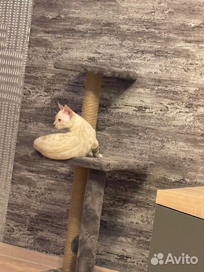 Бенгальский кот