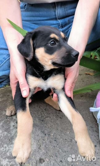 Щенки отдам в добрые руки