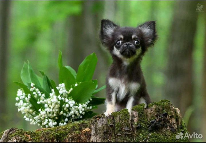 Шикарный мальчик - он такой один