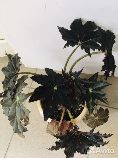 Бегония Грифон