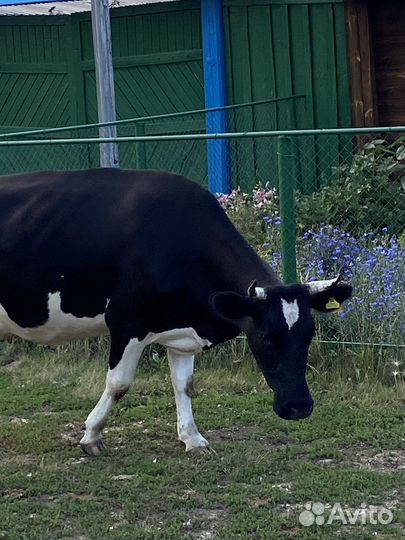 Корова стельная дойная