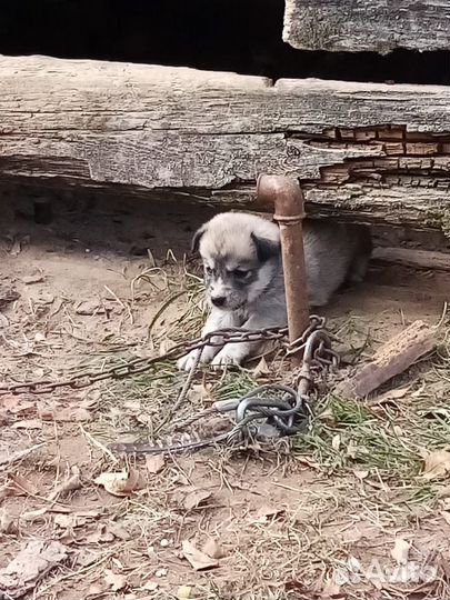 Щенки Хаски