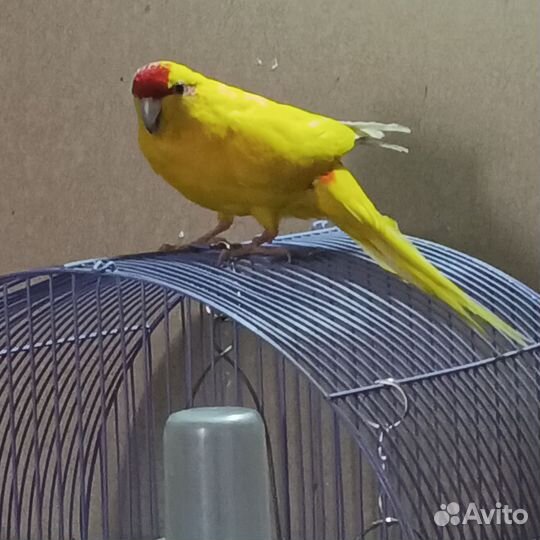 Попугай какарик