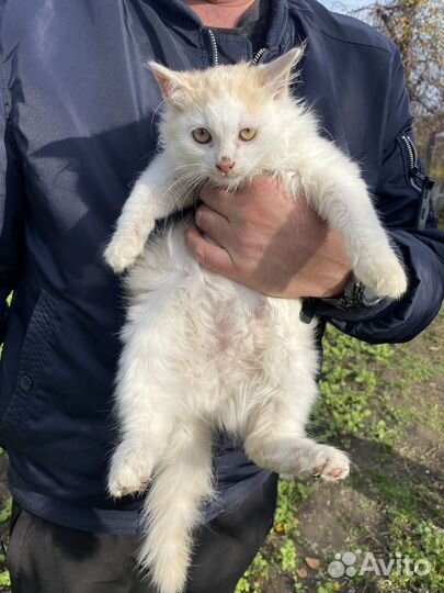 Пушистые котята