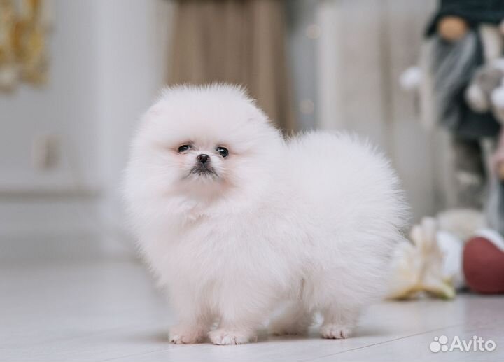 Pomeranian hot sale mini olx