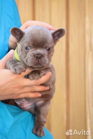 Золотой малыш изабелла