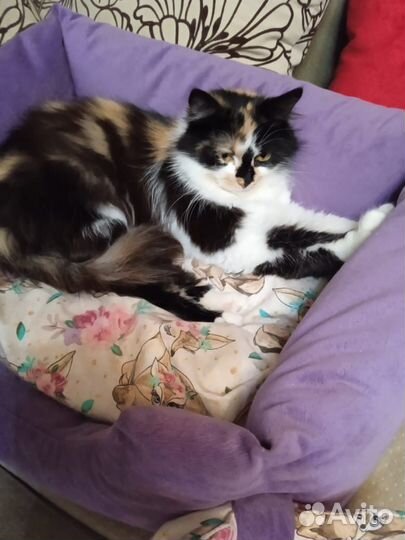 Молодая стерилизованная кошка ищет дом