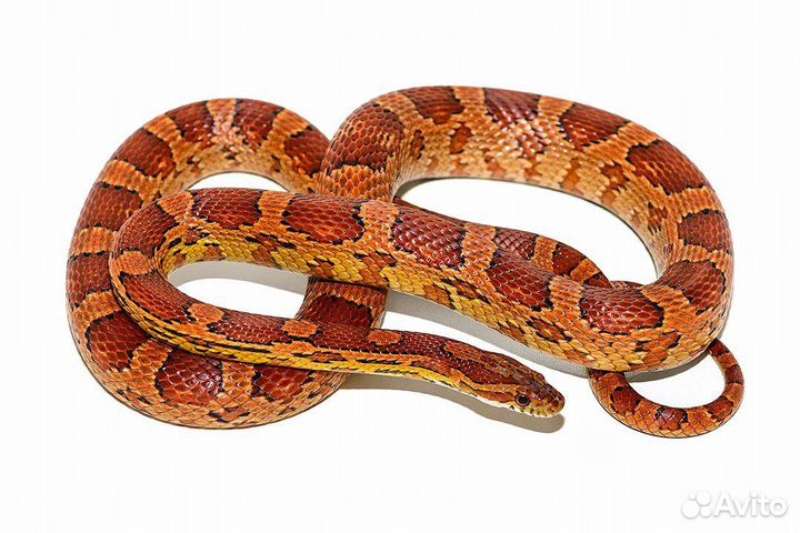 Аренда и передержка животных