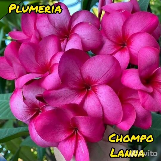 Плюмерия семена