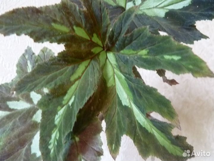 Комнатные растения