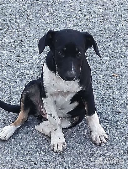 Щенок в добрые руки