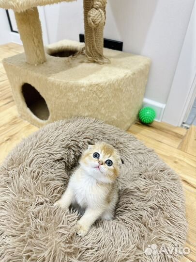 Шотландская золотая шиншилла