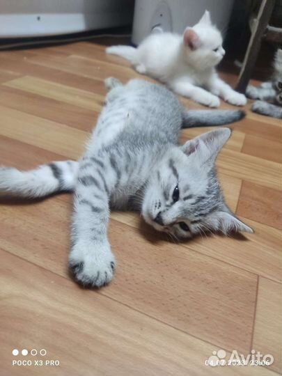 Британские котята