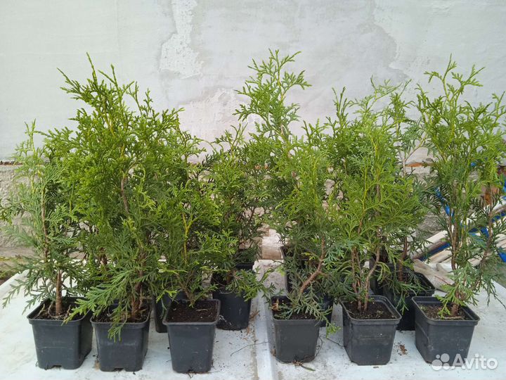 Туи смарагд