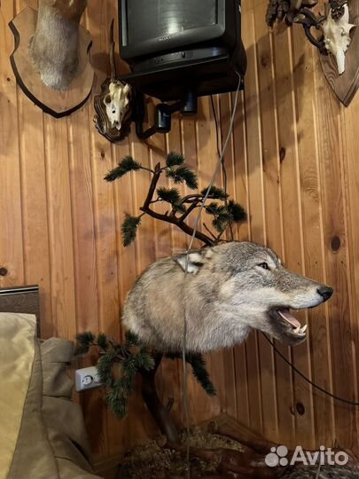 Чучело головы волка
