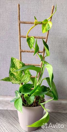 Эпипремнум золотистый