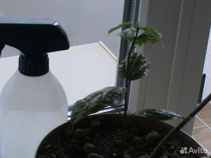 Домашние растения