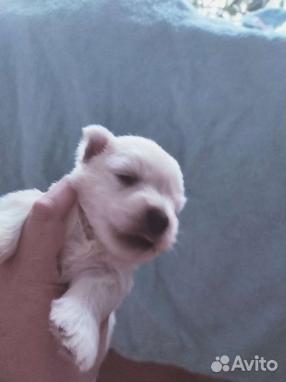 Вест Хайленд Уайт терьер