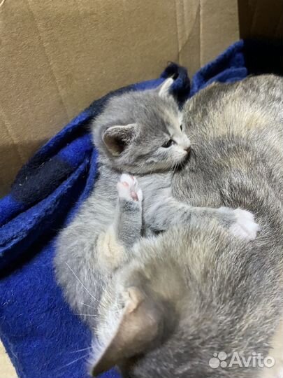 Котята бесплатно