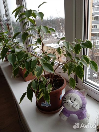 Фикус бенджамина пестролистный