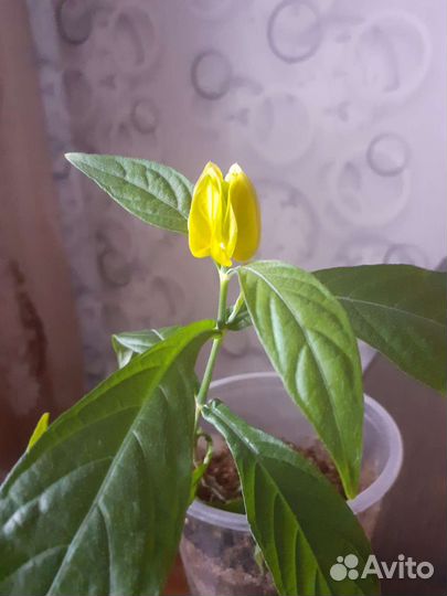 Пахистахис