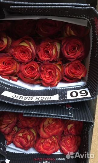 Розы Эквадор 60,70,80,90 см