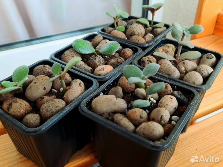 Толстянка / крассула/ денежное дерево