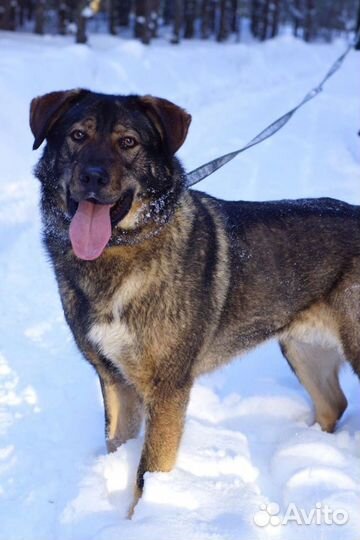 Шикарный медведь Цай