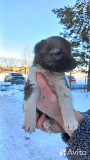 Щенки-дворяне