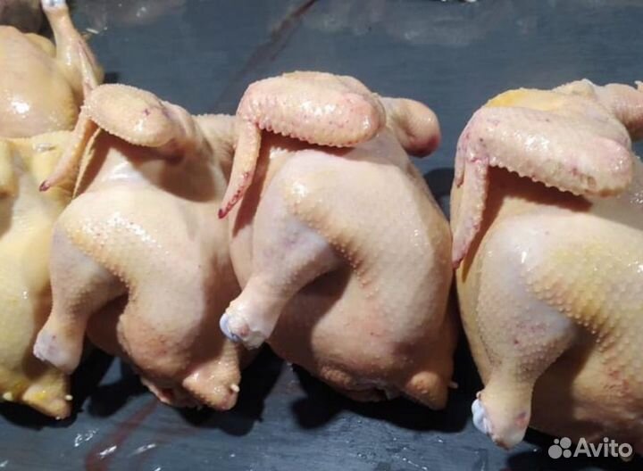 Домашние куры