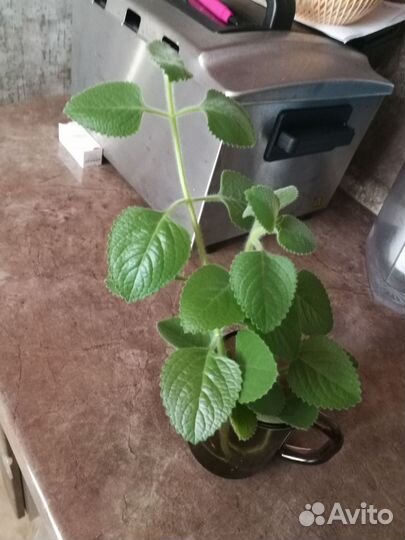 Мята домашняя