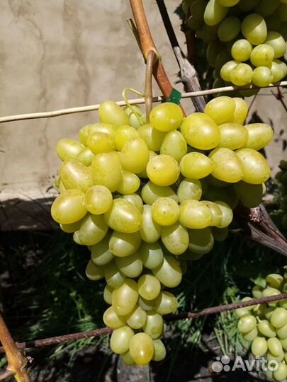 Саженцы и черенки винограда; обрезка