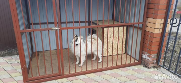 Будка для собаки. Собачья будка