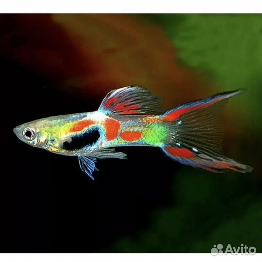 Аквариумные рыбки гуппи (микс)