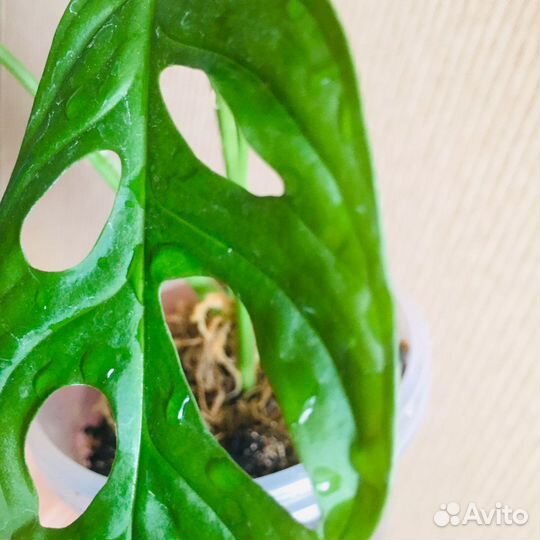 Комнатные цветы. Монстера Манки.Эпипремнум