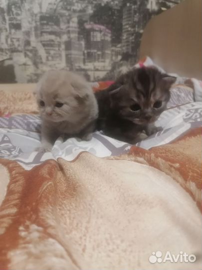Британский котик