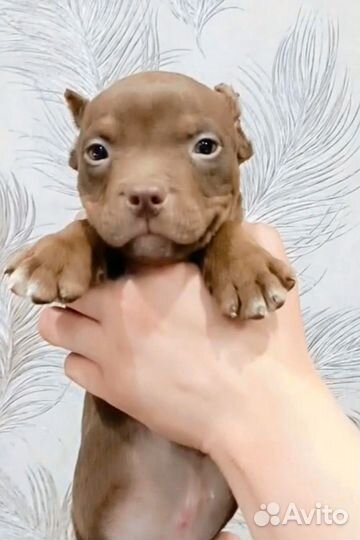 Американский булли