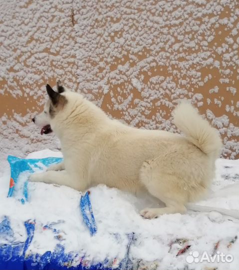 Собака Белка