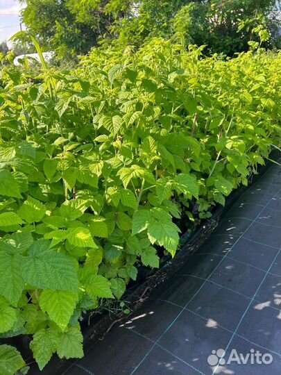 Саженцы Яблонь/Груш/Сливы/Виши/Малины/Смородины