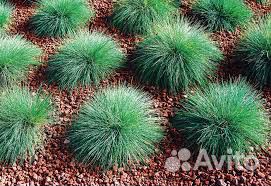 Овсяница,фаларис,очитки, и др.для горки,рокария