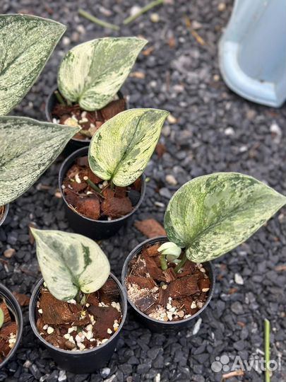 Сциндапсус hologram