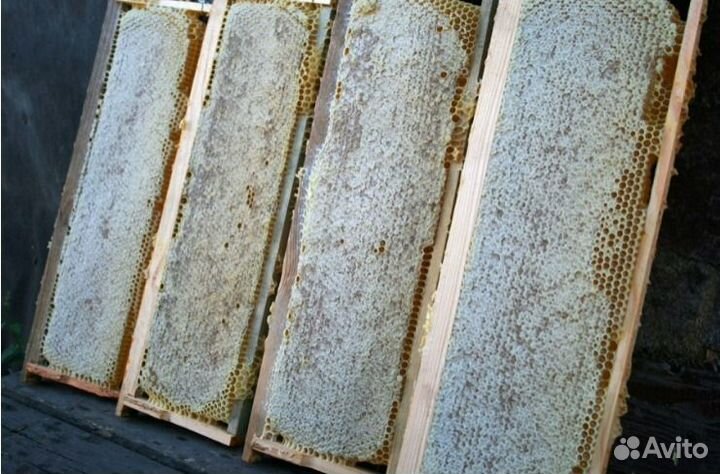 Сотовый мед оптом свежий сбор