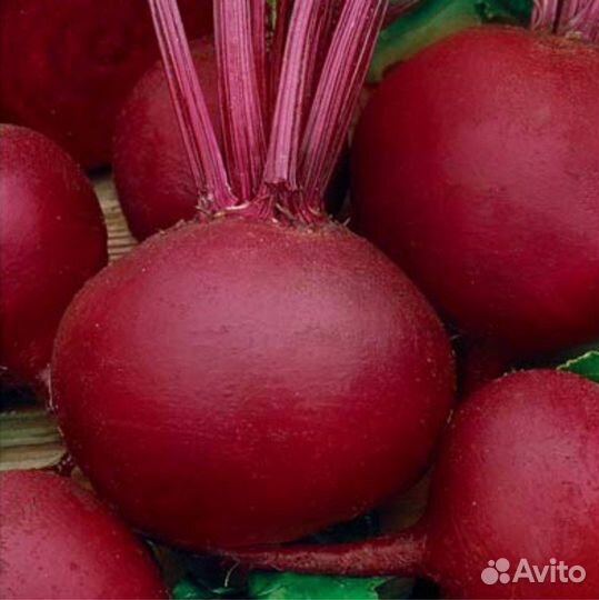 Семена столовой свеклы Бордо односемянная