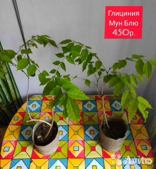 Саженцы Розмарин Жимолость Глициния Абутилон Туя