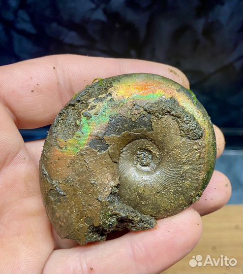 Окаменелости