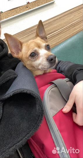 Маленькая собачка в добрые руки